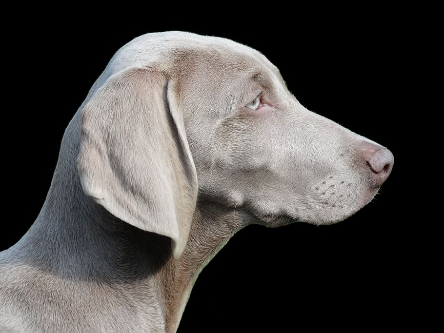 short-coated, gray, dog, closeup, photography, remote access, weimaraner, portrait, profile, pet