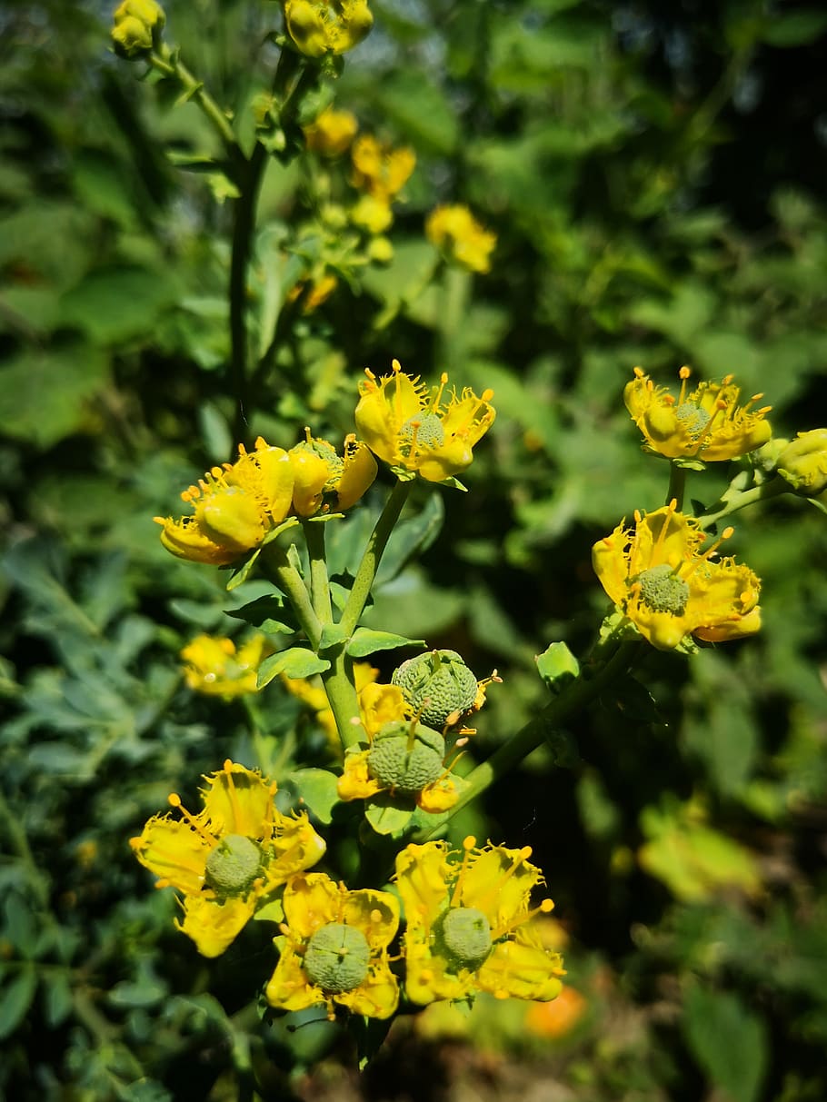 yellow flower, ruda, shrub, medicinal plant, flower, flowering plant, plant, beauty in nature, yellow, growth
