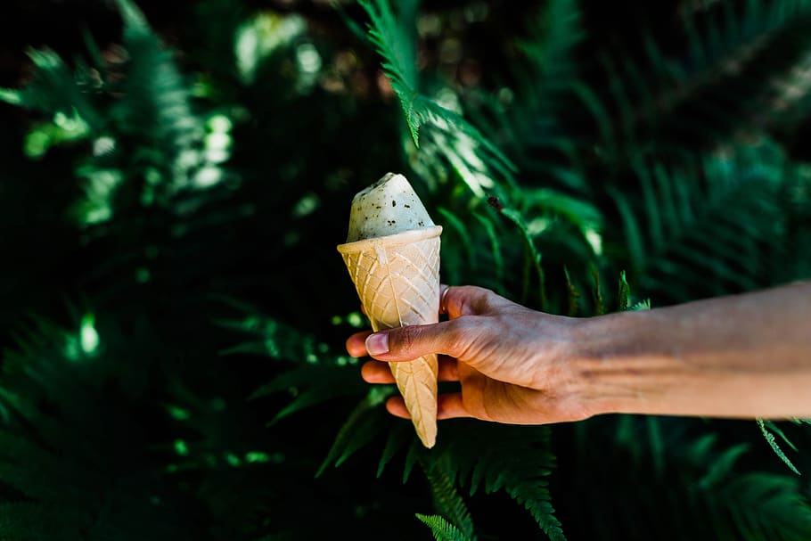 green, leaf, plant, nature, outdoor, ice cream, sweets, desserts, food, cone