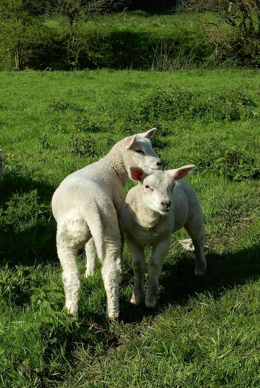 Lambs, Spring, Green, Nature, Animal, spring, green, animals, sheep, lamb, young