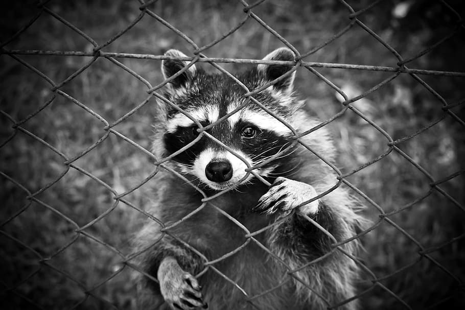 greyscale photo, raccoon, cyclone fence, animal, animal world, wildlife photography, wildlife park, zoo, caught, sad