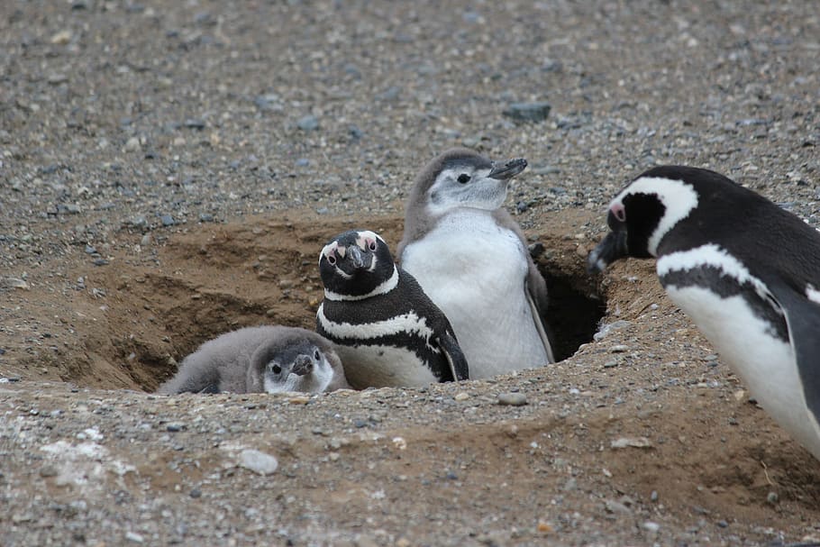 penguins in pit, penguin family, penguin baby, animal, bird, cold, family, ice, winter, penguins
