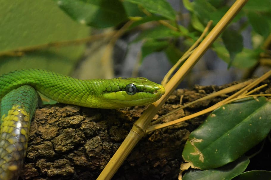 afrika ular hijau, ular, beracun, berbisa, berbahaya, margasatwa, predator, merayap, merangkak, alami