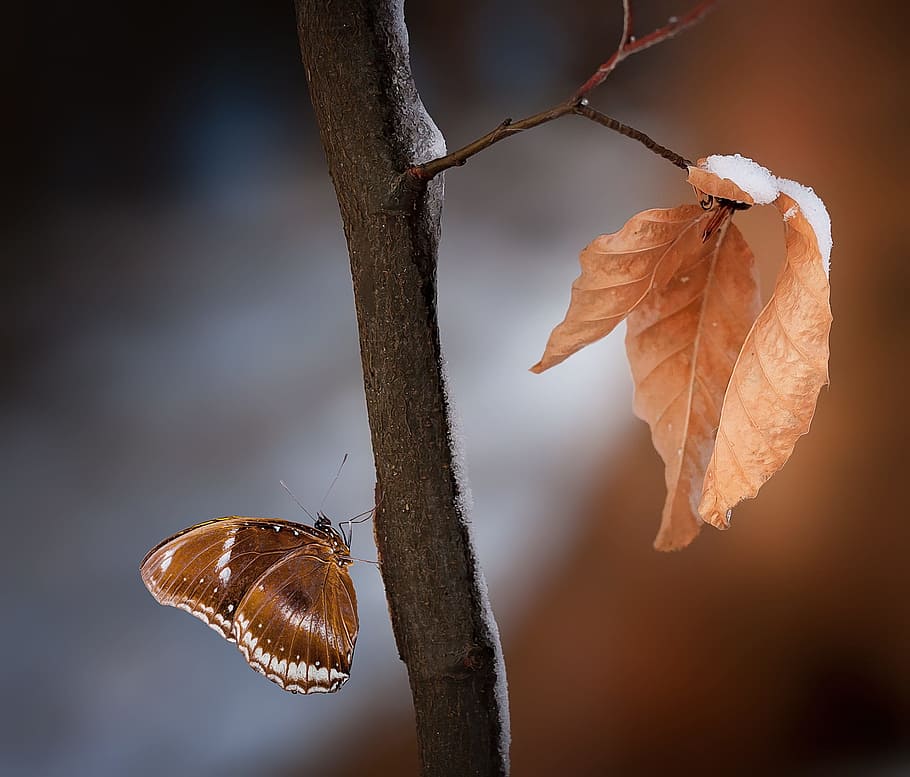 brown, plant branch, orange, leaves, branch, true leaves, butterfly, nature, spring, close