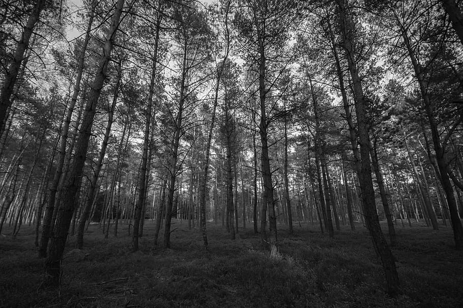 trees, forest, woods, grass, nature, black and white, tree, plant, land, woodland