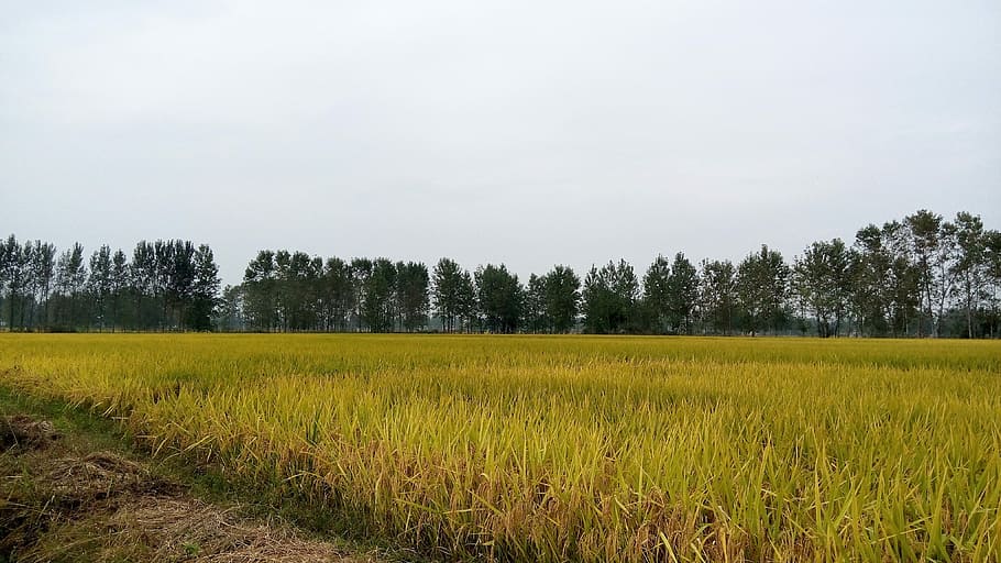 Rice Field, Ye, Tian, Autumn, in rice field, ye tian, agriculture, field, farm, tranquil scene