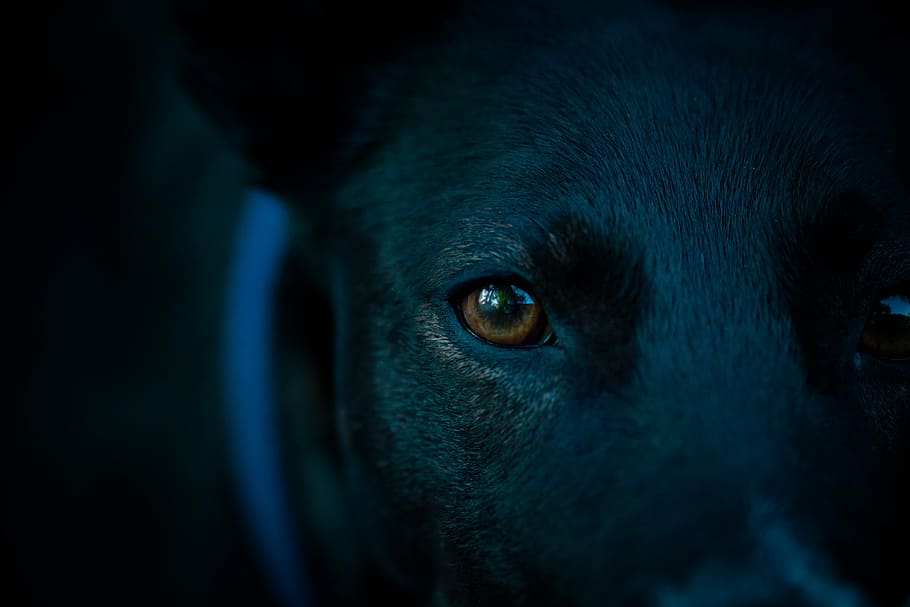 close-up photography, dog, right eye, dog head, eye, pupil, dog look, view, look, head