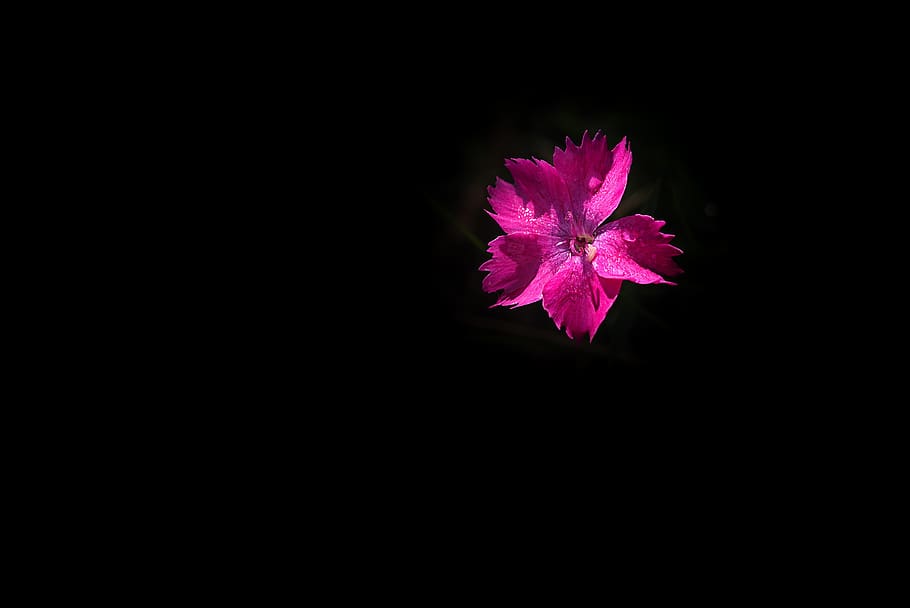 flor, rosa, flor rosada, clavel, clavel pequeño, dianthus, flor pequeña, aislado, fondo oscuro, fondo negro