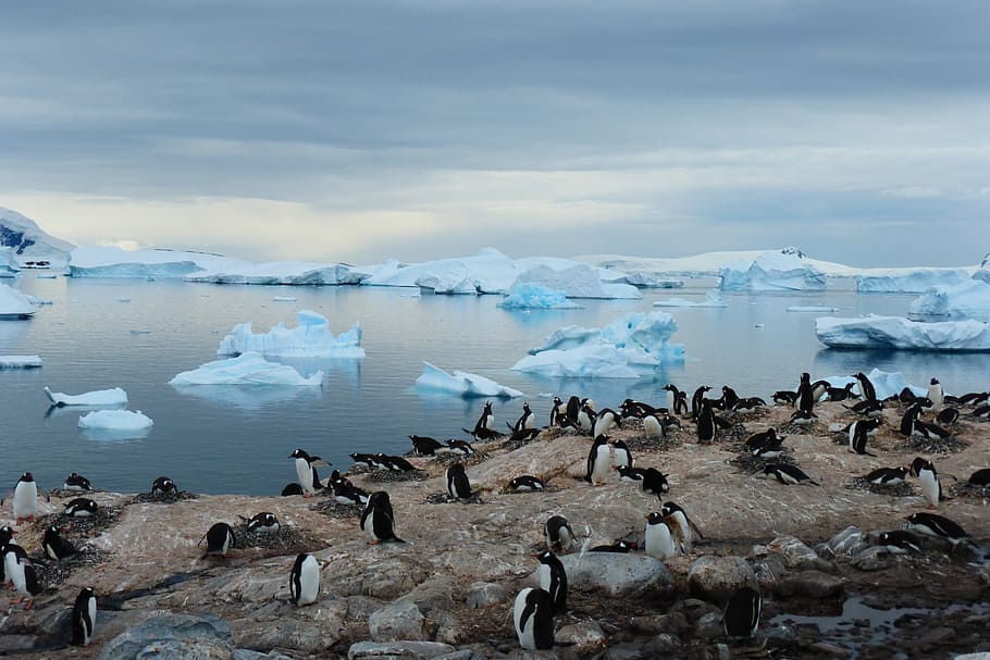 Pingüino, isla, azul, animal, antártica, azulada, naturaleza, agua, gran grupo de animales, animales en la naturaleza