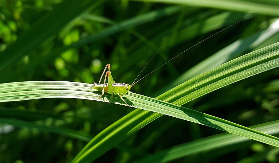 selectivo, fotografía de enfoque, verde, saltamontes, encaramado, hojeado, planta, katydid, pradera ninfa de katydid, ninfa