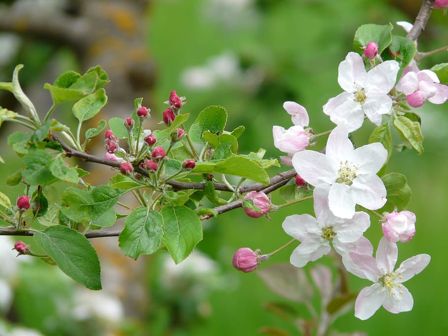 apple blossoms, bud, blossom, bloom, apple tree, white, pink, red, leaves, tree