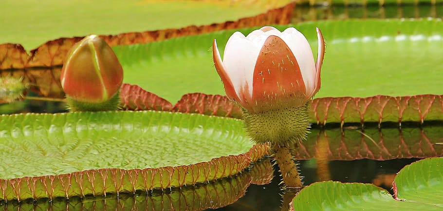 green, pink, petaled flower, water lily, giant water lily, giant water lily bud, victoria amazonica, amazon giant water lily, flower, blossom