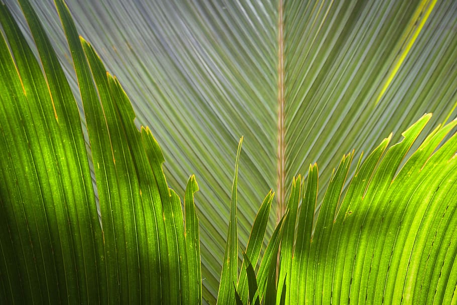 palm, tree, tropical, jungle, sunlight, greenish, leaf, texture, lines, palm leaf