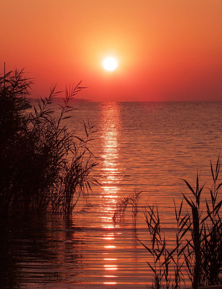 sunrise, dawn, lake balaton, hungary, reed, sunlight, red, water, sunset, sky