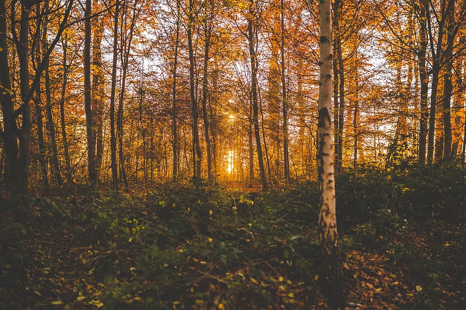 brown, leafed, trees, golden, hour, yellow, leaves, forest, wood, plants
