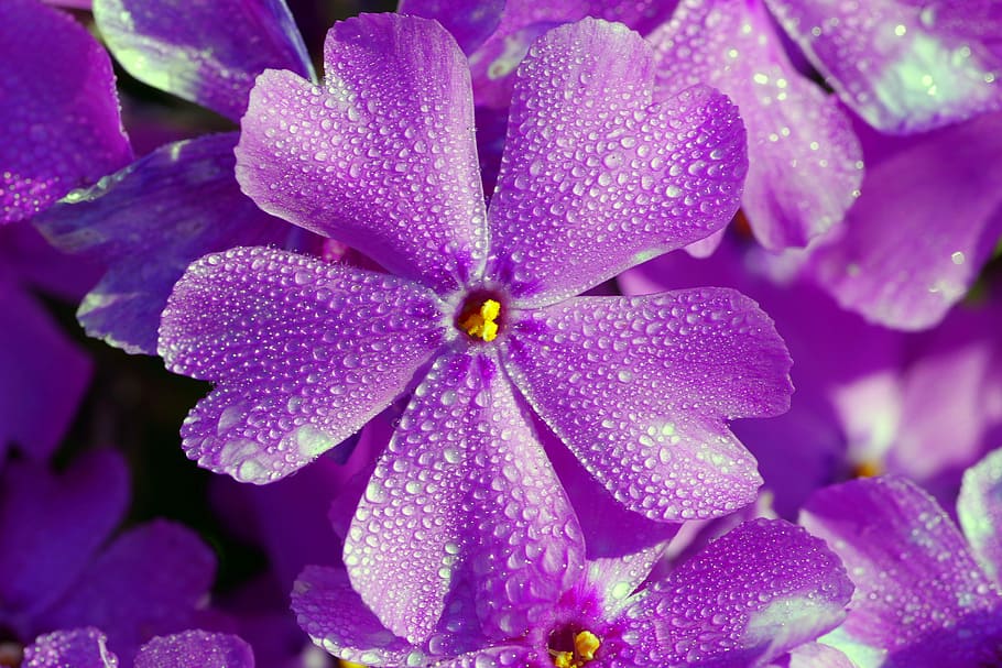 ungu, 5-petaled, 5- petaled bunga, closeup, fotografi, biru, bunga, mungil, lima kelopak, kerenyam