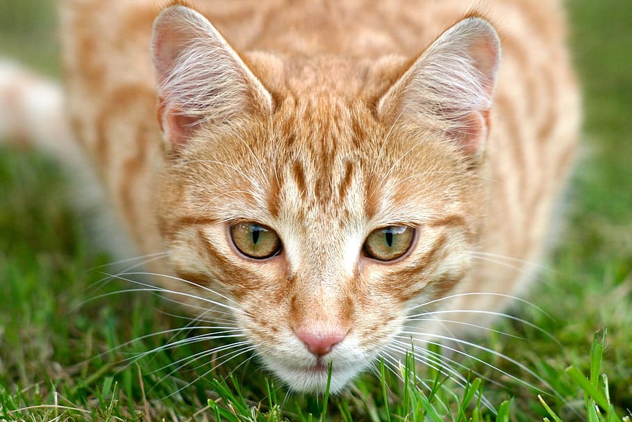 cat, grass, animal, outdoor, whiskers, bokeh, orange, pet, fur, green