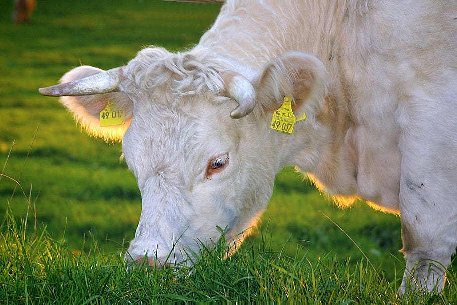 白, 牛, 食べる, 草, 幸せな牛, 牛肉, 乳牛, バイオ, 有機肉, 有機牛肉