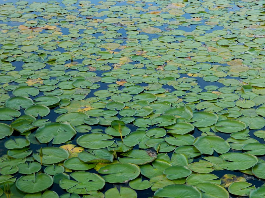 lírio verde, planta aquatica, lagoa, amazônia, brasil, folha, parte da planta, cor verde, quadro completo, flutuante