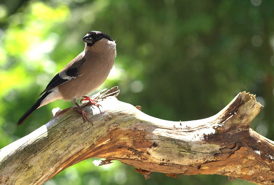 gimpel, female, bird, pyrrhula, songbird, nature, bullfinch, close, fink, sparrow bird