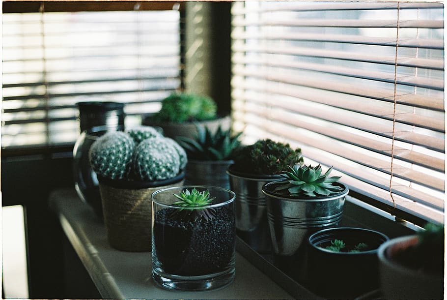 plant, garden, flower, cactus, green, flowerpot, table, window, indoors, potted plant