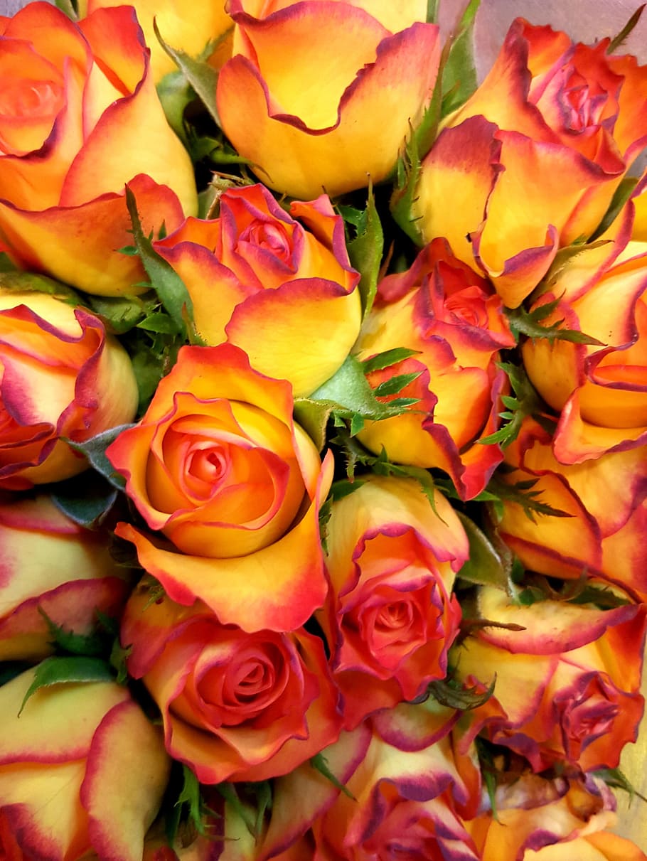 yellow-and-red, rose, flowers bouquet, roses, yellow, red, bright, flower, rose blooms, yellow rose