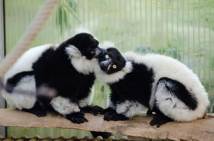 Black, white, Ruffed Lemur, two, -and-, animals, wood, slab, animal themes, animal