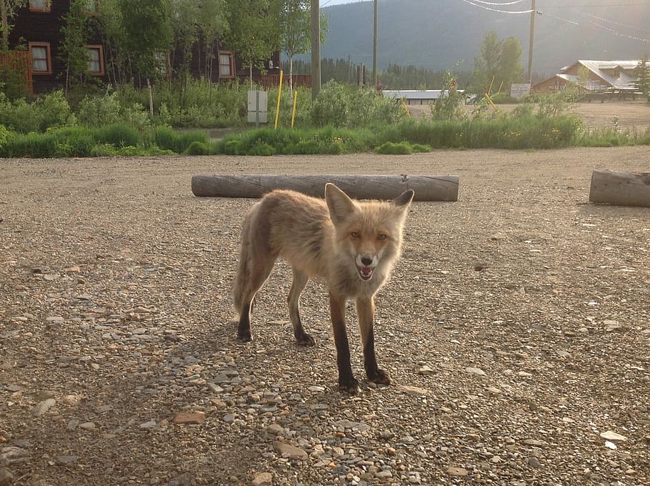 Fox, Yukon, Keno, summer, one animal, animal themes, animals in the wild, day, animal wildlife, mammal