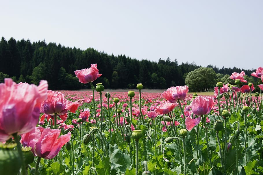 Poppy, Field, Poppies, field of poppies, klatschmohn, pink color, flower, plant, nature, peony