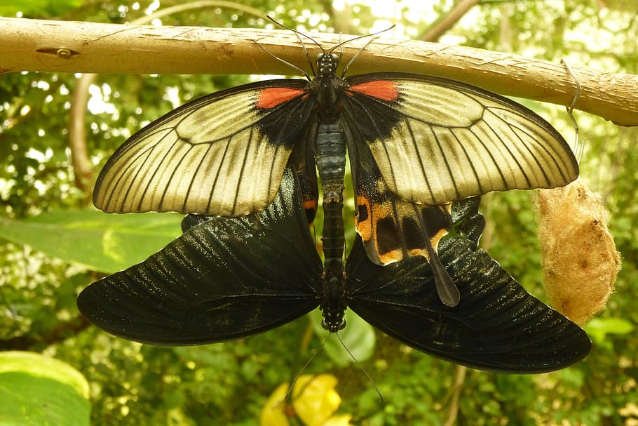Butterflies, Pairing, Connected, Close, butterfly, combines, insect, animal themes, one animal, animals in the wild