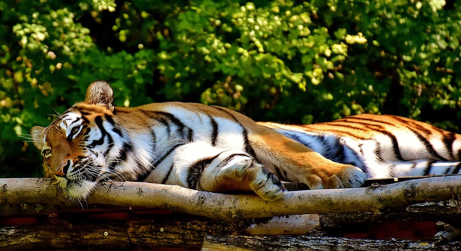 tiger, lying, tree, predator, fur, beautiful, dangerous, cat, wildlife photography, animal world