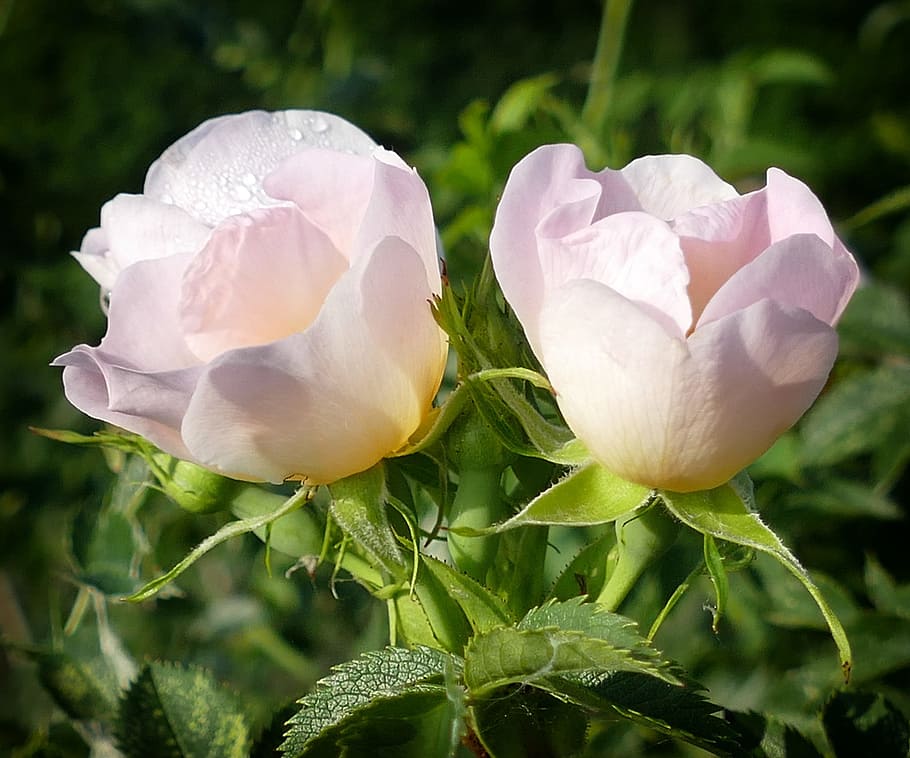 Windrose, Pink, Romance, flower, nature, rose - flower, close-up, petal, plant, flowering plant