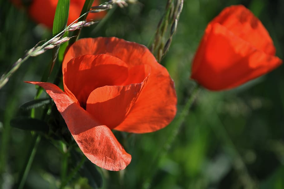 poppy, field of poppies, france, nature, flowers, field, red, garden, fleurs des champs, summer