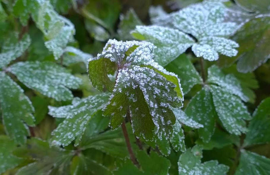 Foliage, Rime, wintery, leaf, nature, drop, ice, cold temperature, fragility, plant part