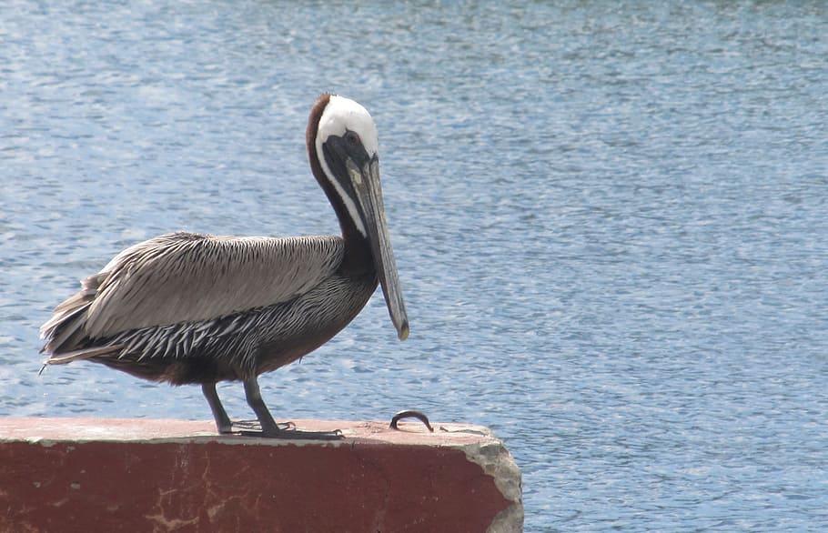 Pelicanos, Aves, Aves aquáticas, Branco, cinza, penas, grande, bico, bolsa para garganta, em pé