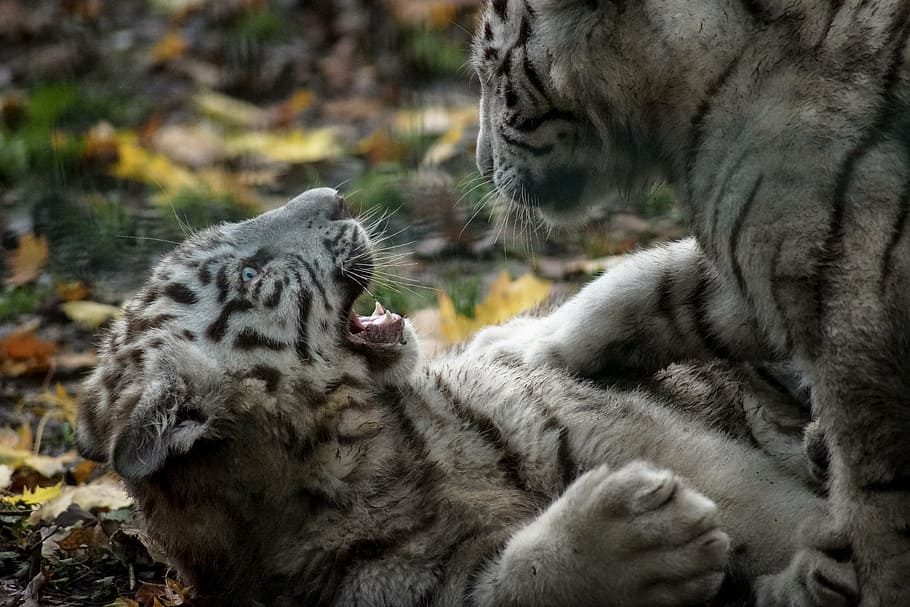 tiger, white, cub, play, wild, wildlife, cat, animal, predator, feline