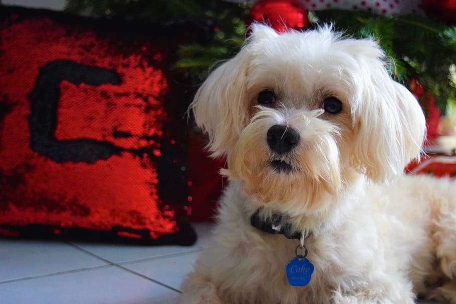 maltese puppy, collar, marble tile, Dog, Model, Christmas, christmas dog, pets, santa claus, tree