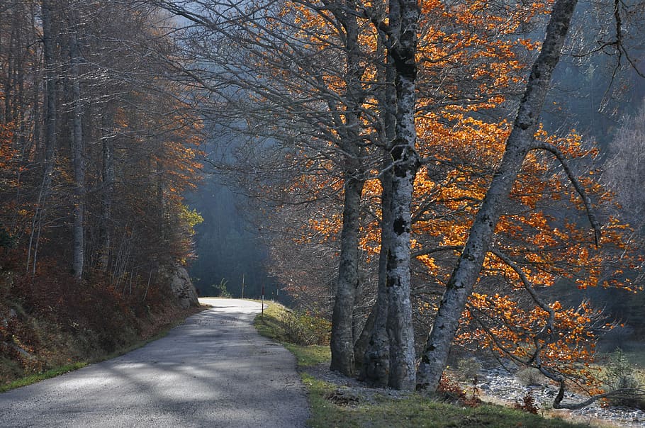 road, small mountain, fall, pyrénées, spain, huesca, color, tree, plant, direction
