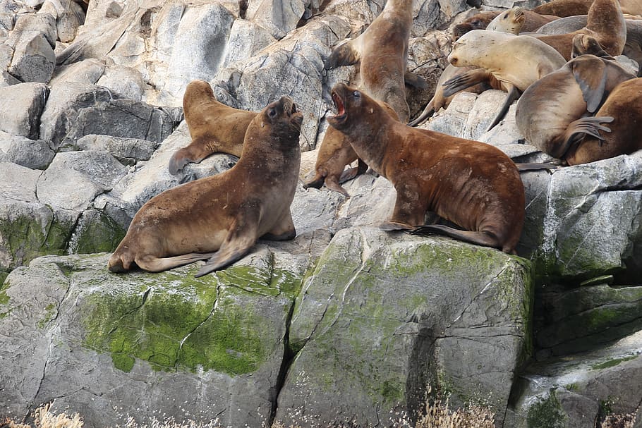 sea lion, sea lions, creature, animal, fins, south america, ushuaia, mammal, group of animals, rock