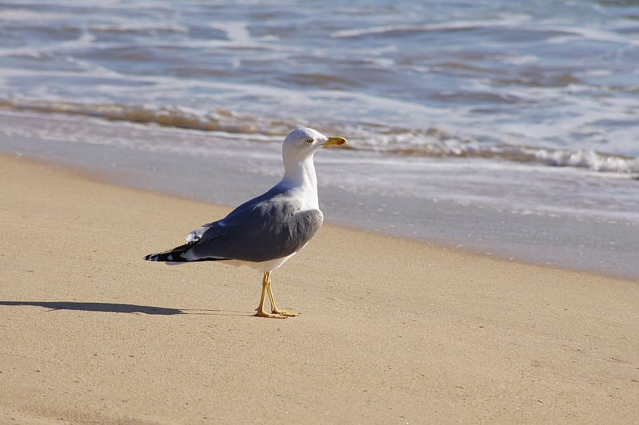 13+ Are Birds Land Animals PNG