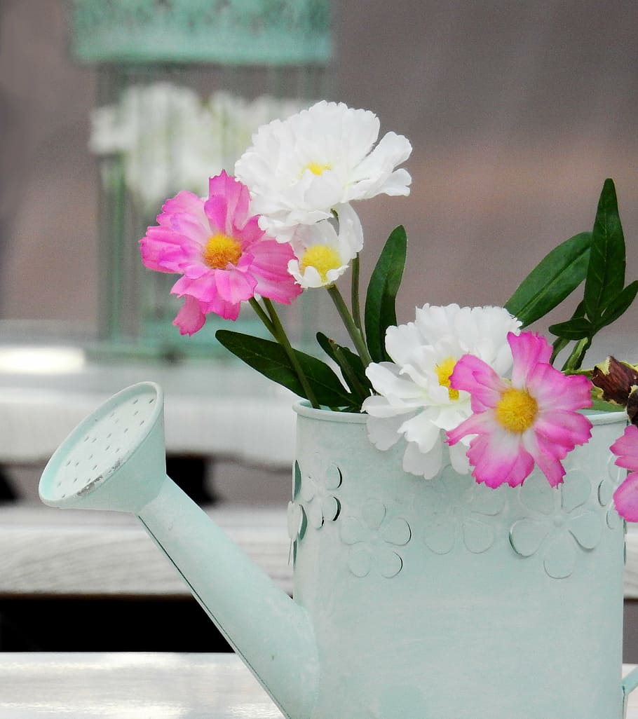 white, pink, flowers, inside, watering, watering can, pot, garden, casting, vessel