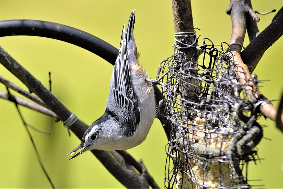 bird, nuthatch, eating, upside down, feathers, gray, white, black, animal, nature
