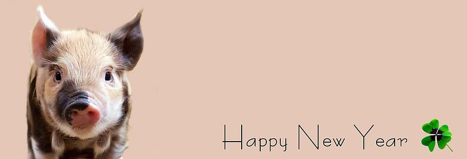 brown, beige, piglet, happy, new, year text overlay, pig, luck, lucky pig, cute