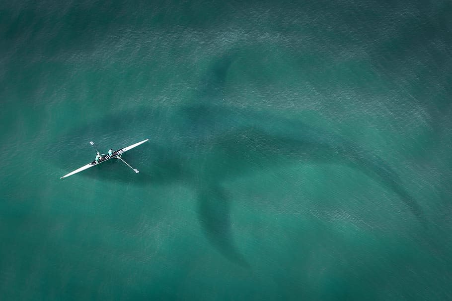 person, riding, kayak, body, water, boot, from above, top view, hai, great white shark