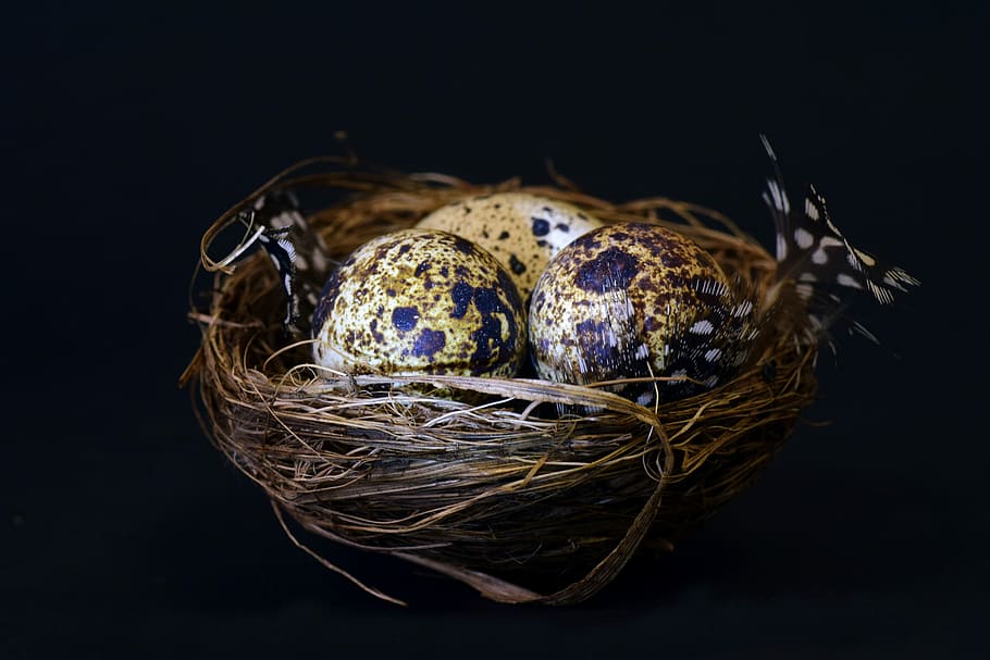 three, eggs, nest, bird's nest, speckled, feather, easter, background, nature, food
