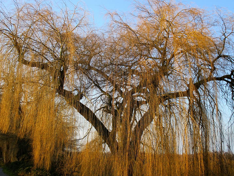 Weeping Willow, Pasture, Tree, Aesthetic, branches, rods, birch greenhouse, shades of brown, autumn, nature