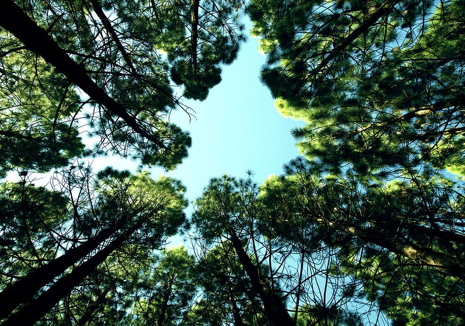 low, angle photo, green, trees, sky, looking up, optimistic, optimism, belief, faith