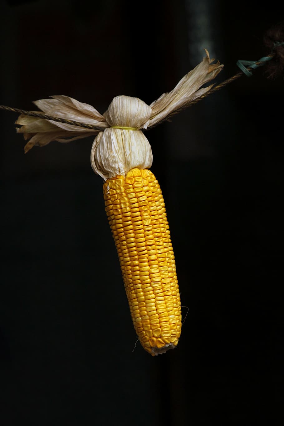 maize, grains, corn, food, yellow, seed, organic, healthy, natural, agriculture