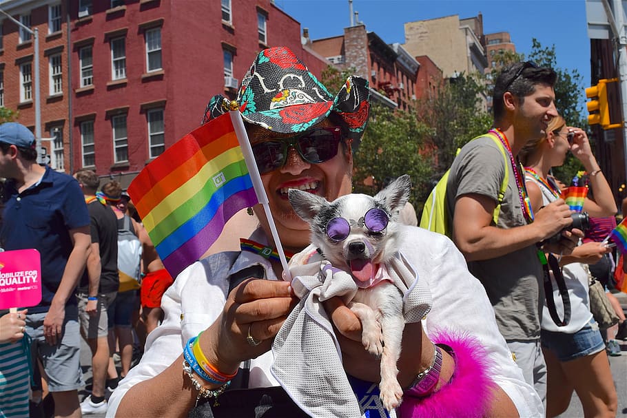orgulho gay, orgulho fest, cão, nova iorque, orgulho, fest, gay, homossexual, celebração, bandeira arco-íris