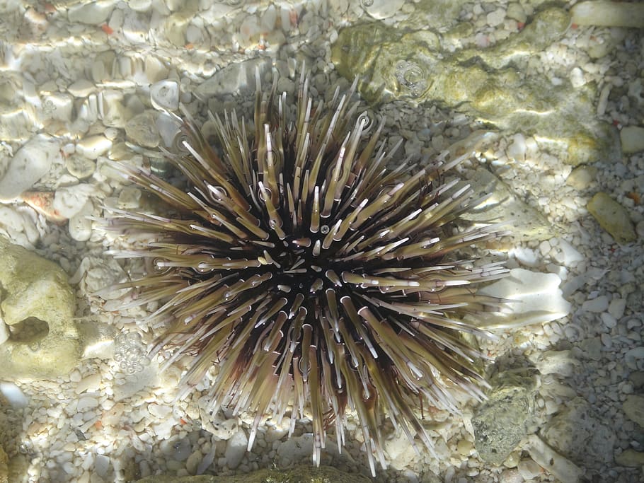 sea urchin, clear water, urchin, tropical, aquatic, sea, water, clear, ocean, beach